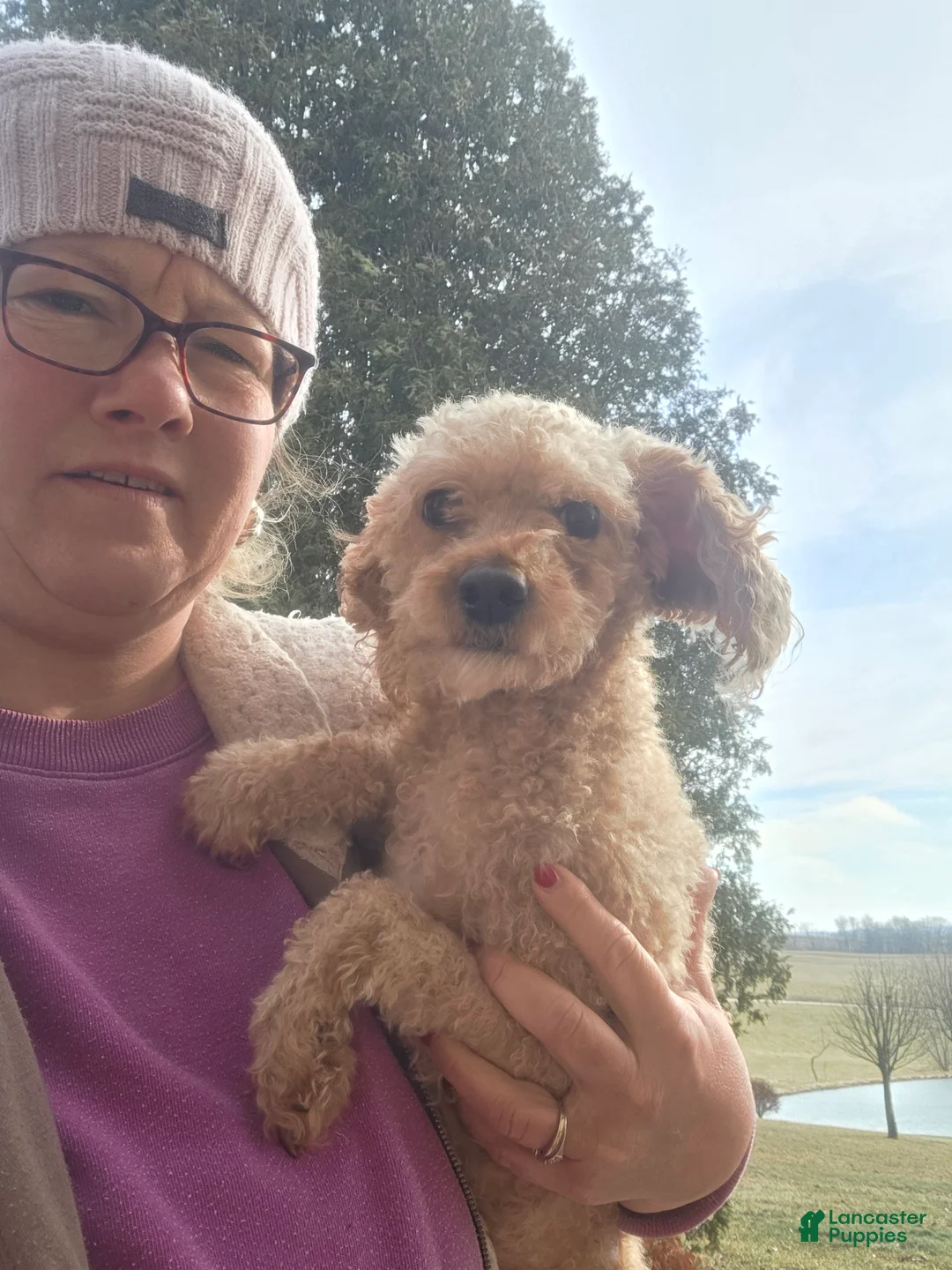 Cavapoo dogs for sale: Archie - Ad 5