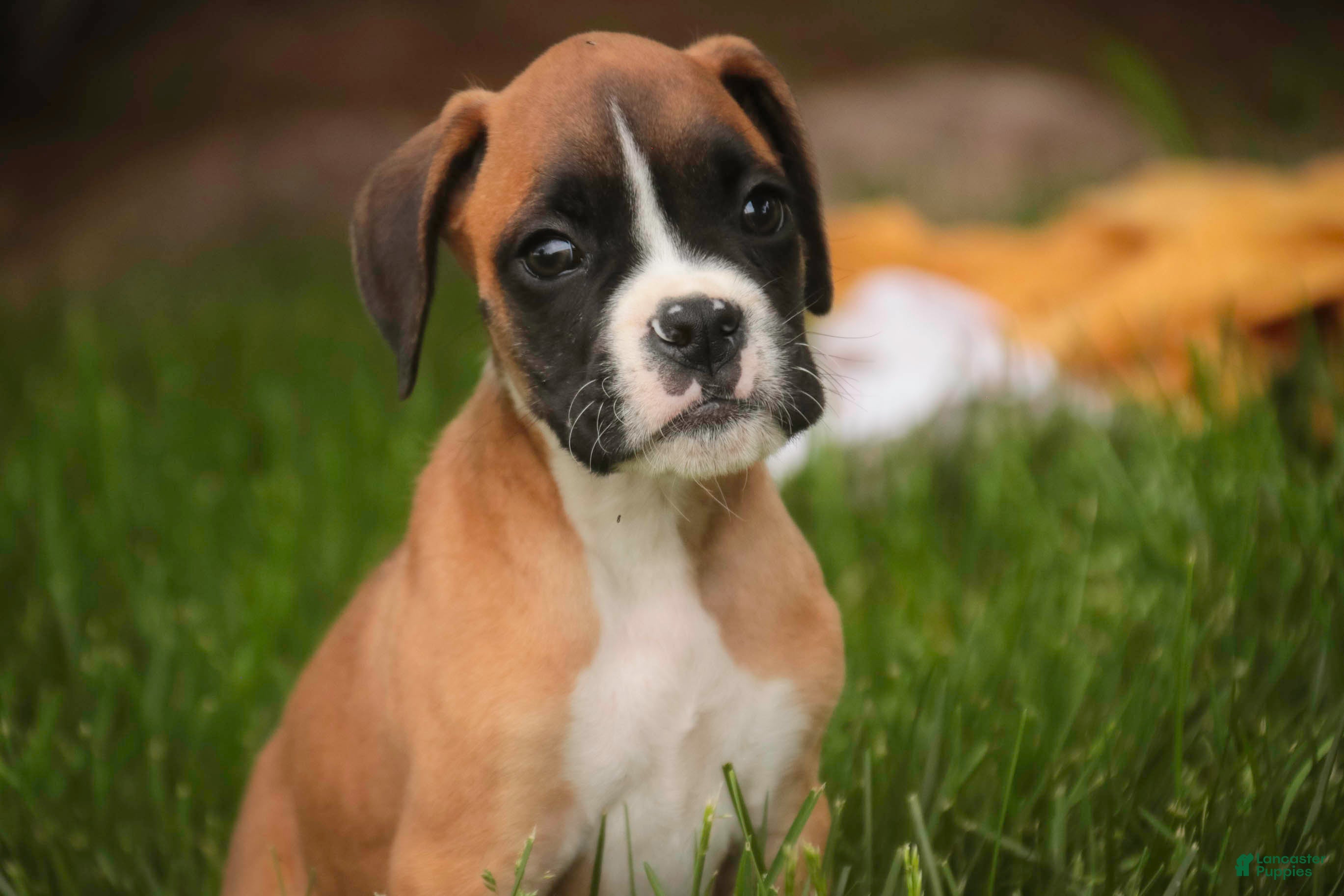Boxer dogs Scott - Ad 1
