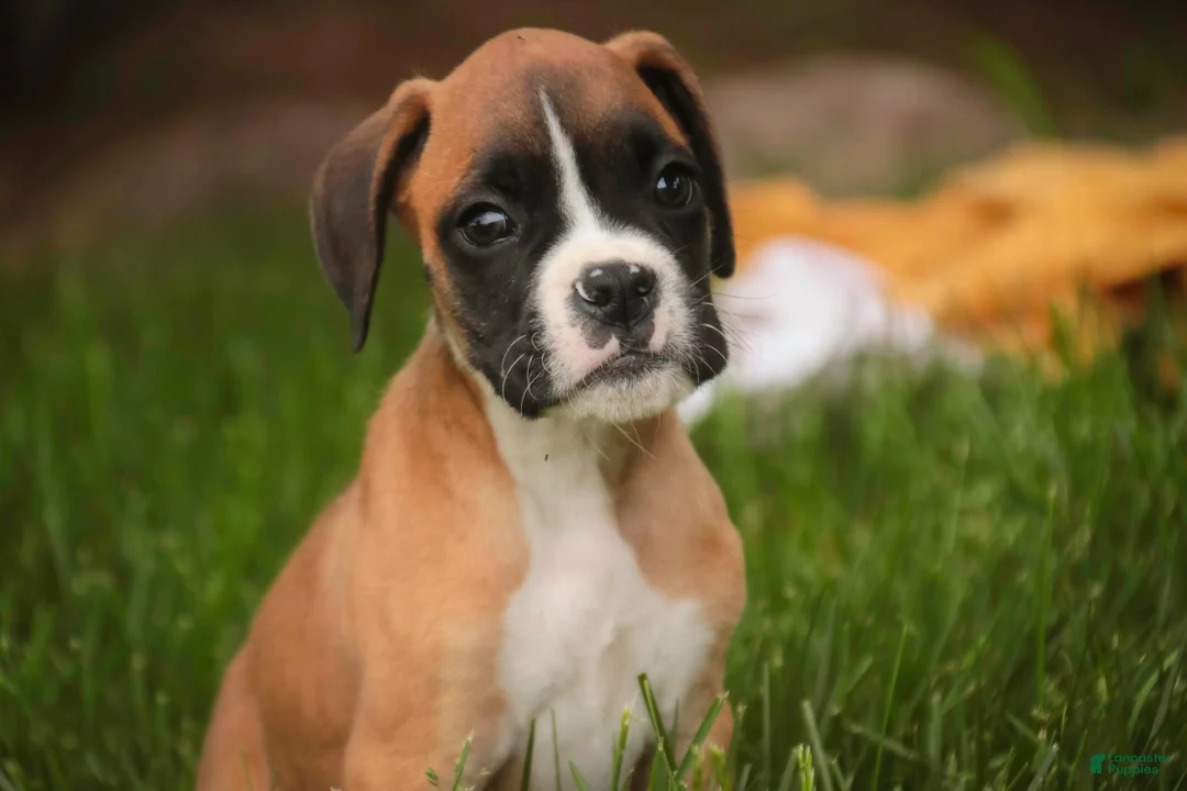 Boxer dogs for sale: Scott - Ad 1
