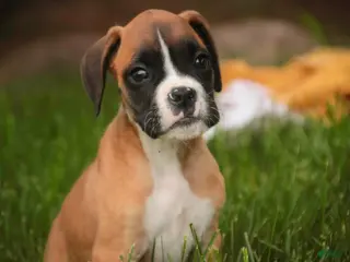 Boxer dogs for sale: Scott - Ad 3