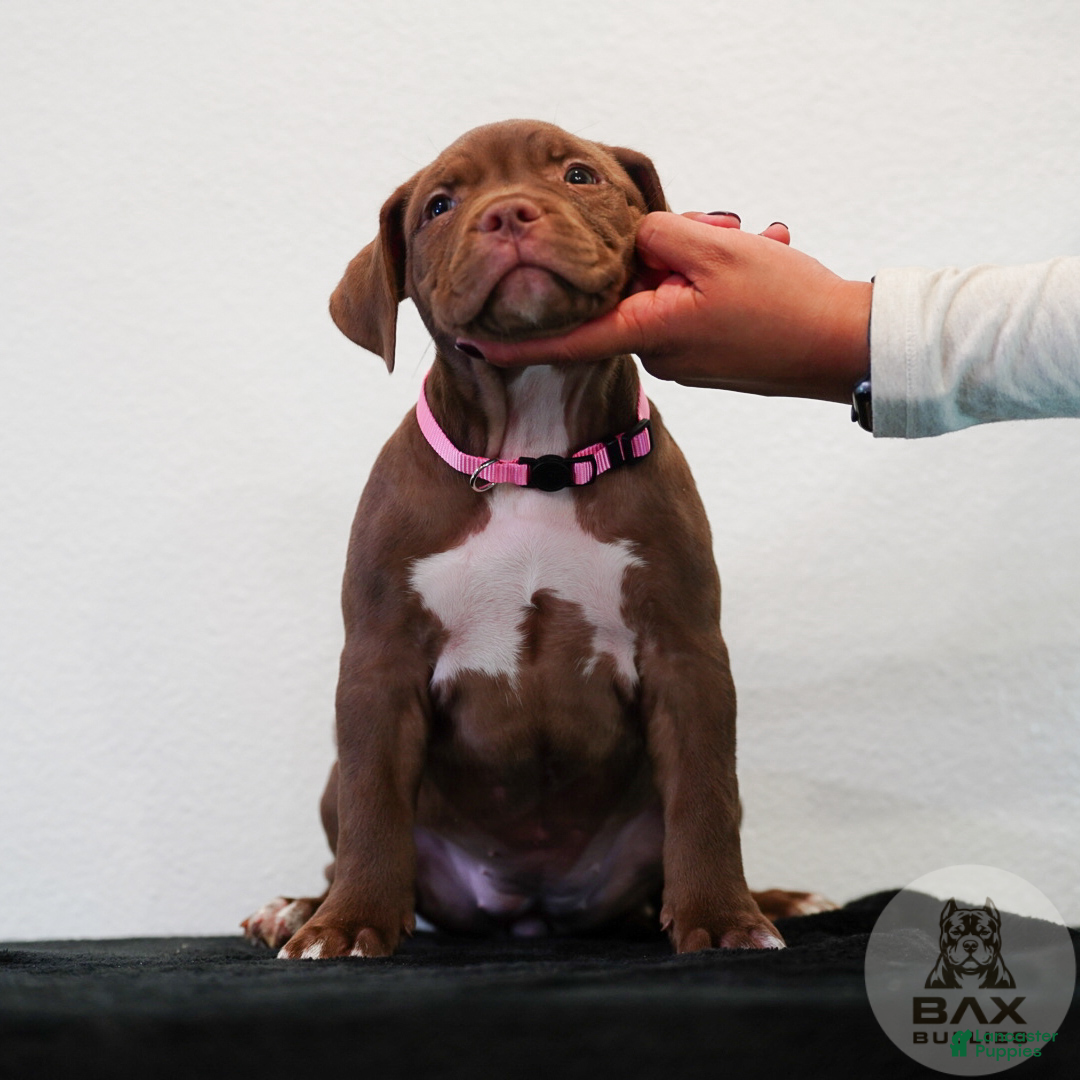 American Bully dogs for sale: American Bully 6 - Ad 2