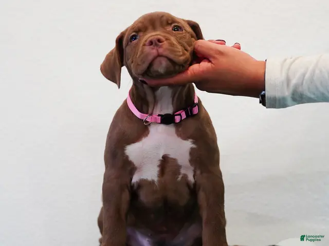 American Bully dogs for sale: American Bully 6 - Ad 2