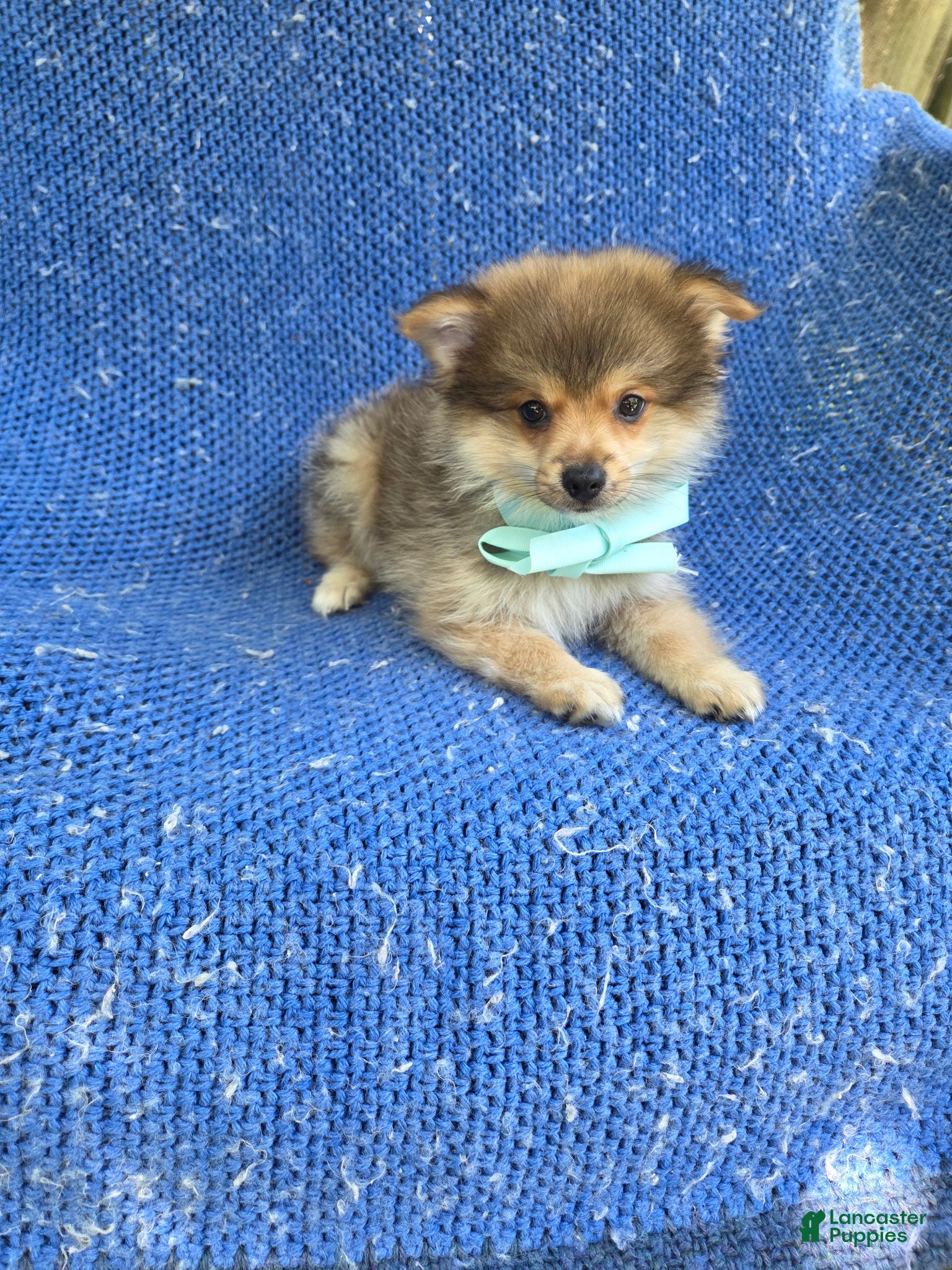 Pomeranian dogs Vinny  - Ad 12