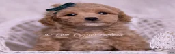 Maltipoo dogs for sale: Jett - Ad 5