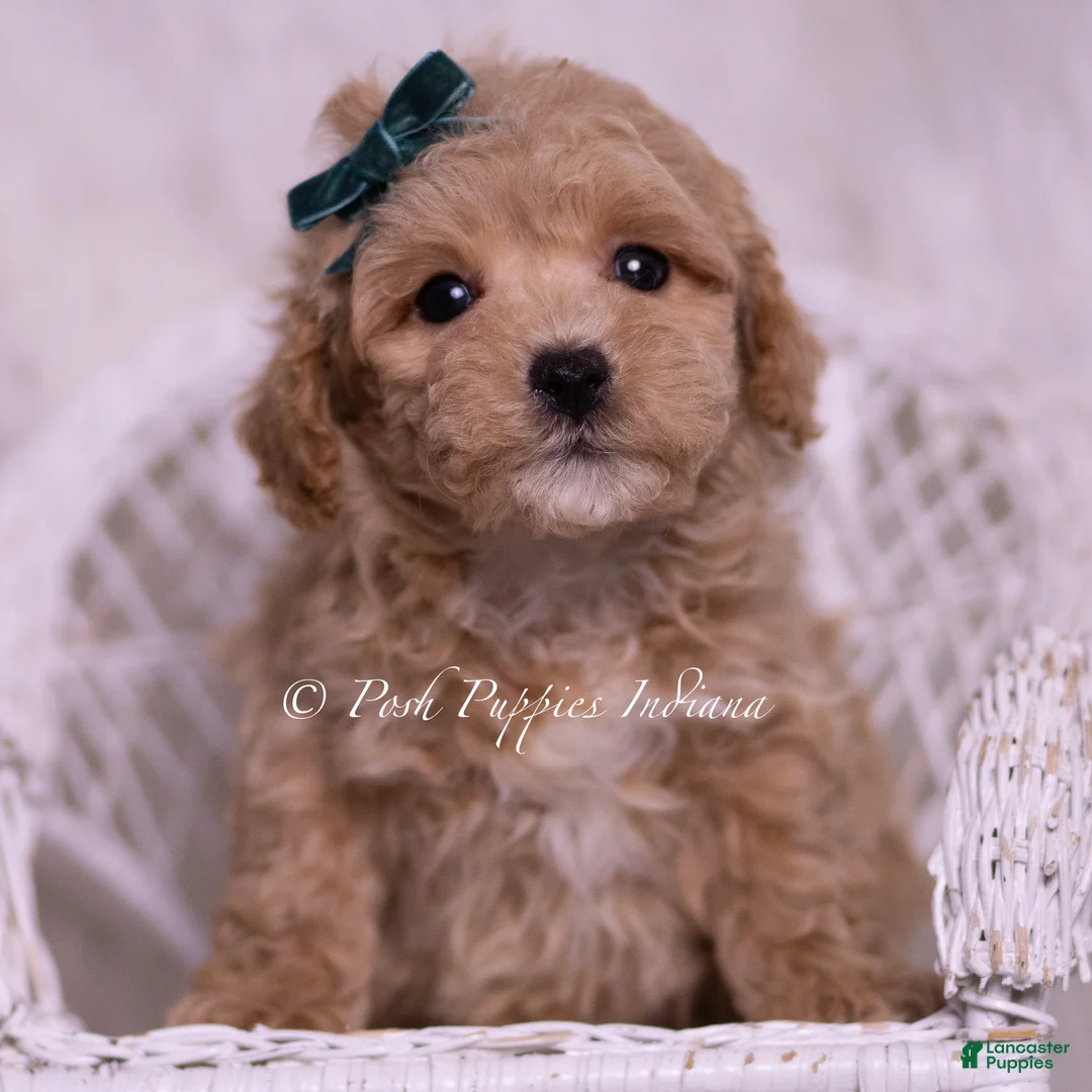 Maltipoo dogs for sale: Jett - Ad 5