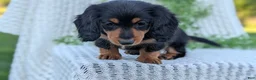 Miniature Dachshund dogs for sale: Riley - Ad 73