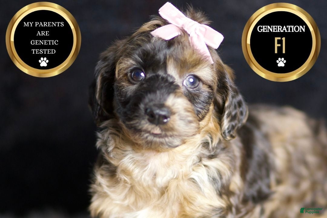 Yorkiepoo dogs Ms Cocoa - Ad 39