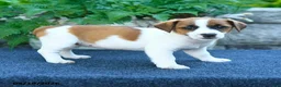 Jack Russell Terrier dogs for sale: Jade - Ad 3