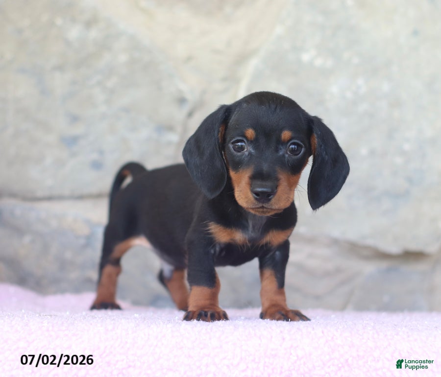 Miniature Dachshund dogs Cub - Ad 1