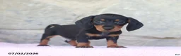 Miniature Dachshund dogs for sale: Cub - Ad 1
