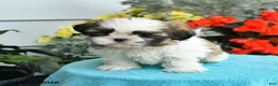 Shih Tzu dogs for sale: Katrina - Ad 3