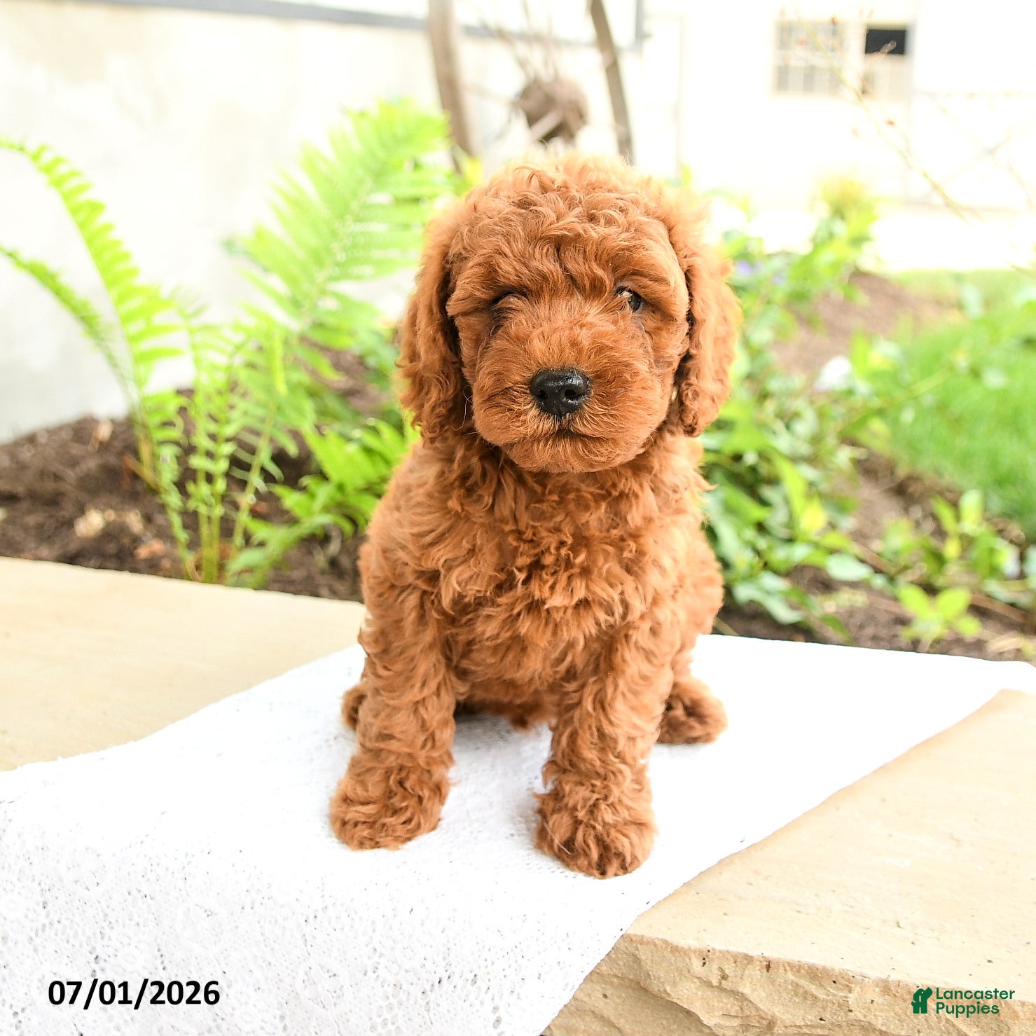 Miniature Poodle dogs Sleepy - Ad 2