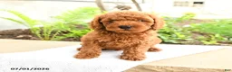 Miniature Poodle dogs for sale: Sleepy - Ad 2