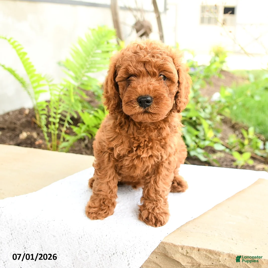 Miniature Poodle dogs for sale: Sleepy - Ad 2