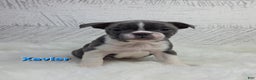 Frenchton dogs for sale: Xavier  - Ad 4