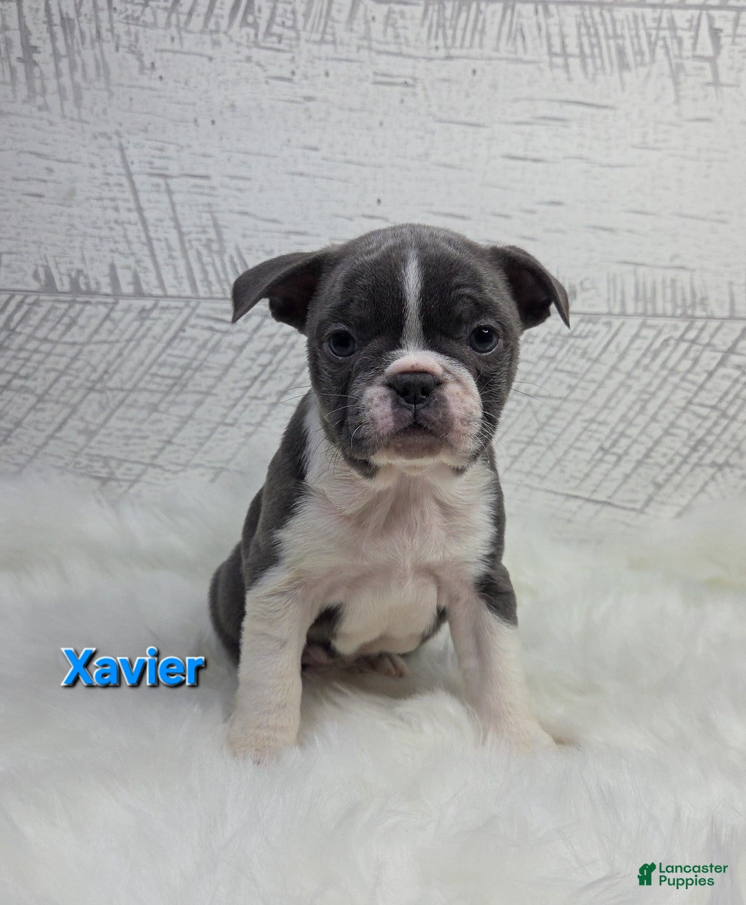 Frenchton dogs for sale: Xavier  - Ad 4