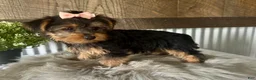 Yorkshire Terrier dogs for sale: Ellie - Ad 6