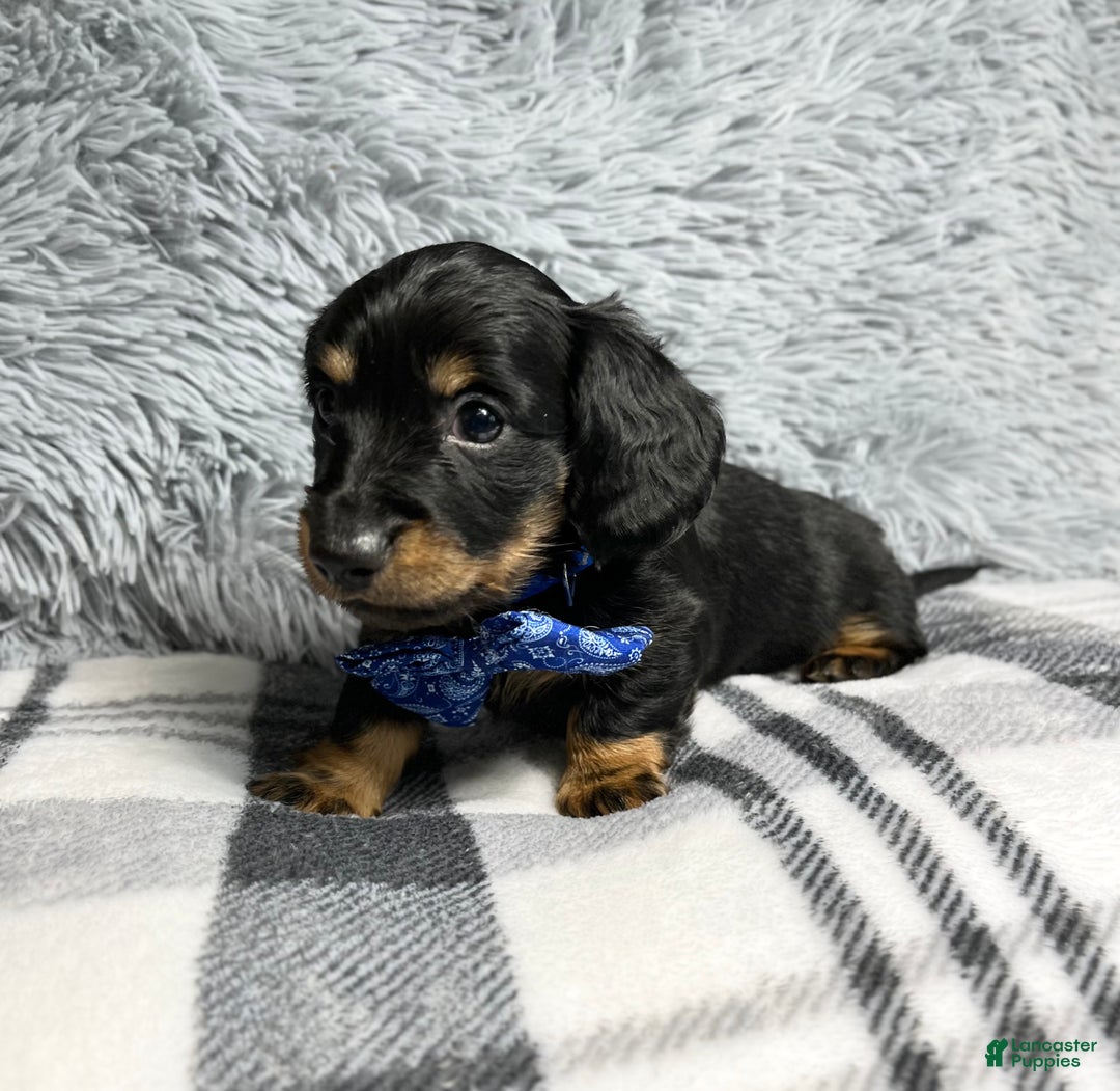 Dachshund dogs for sale: Little Barney  - Ad 4