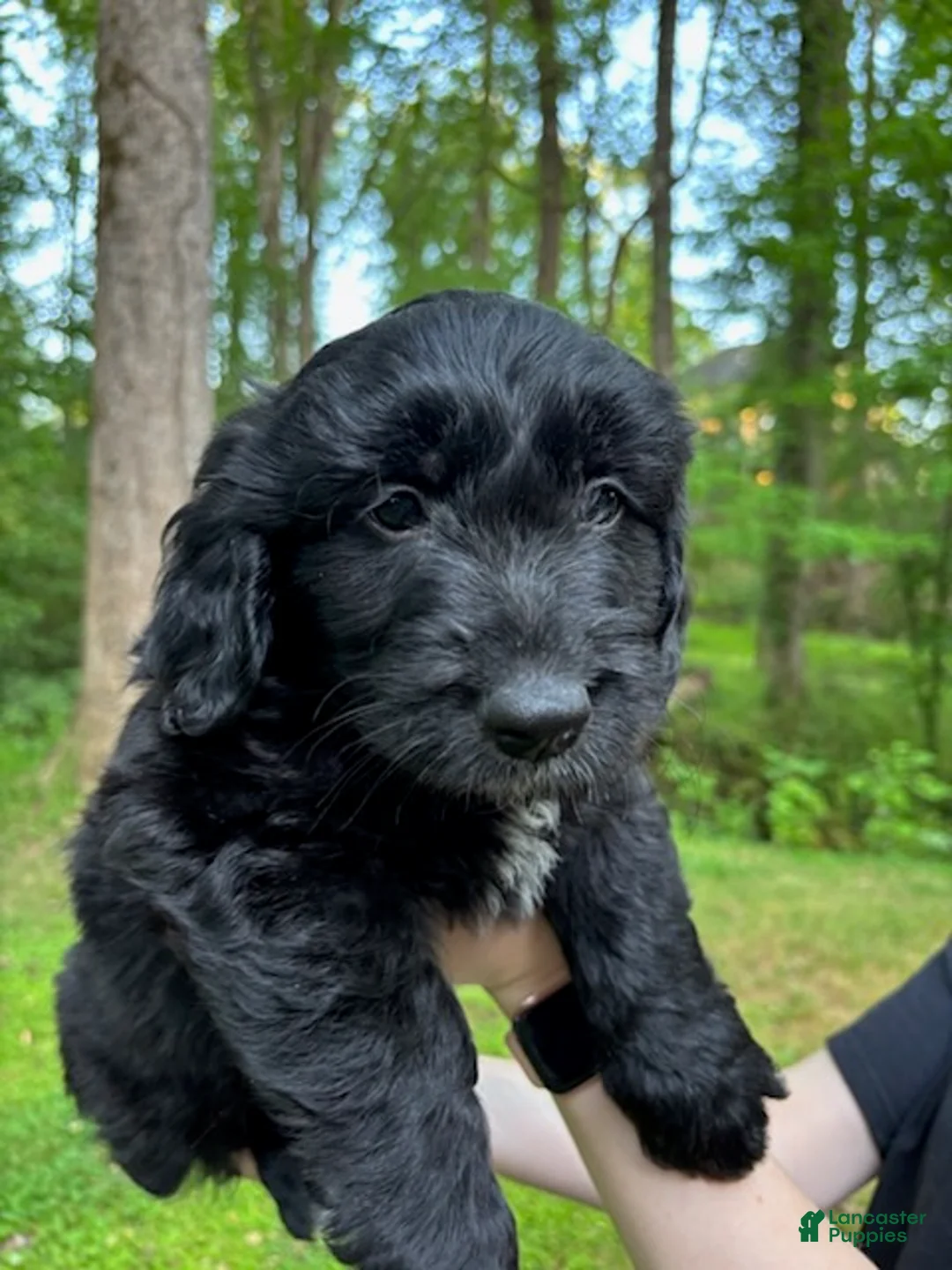 Mixed Breed dogs for sale: lucky - Ad 6