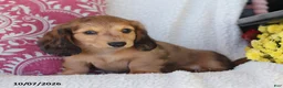 Miniature Dachshund dogs for sale: Rusty - Ad 4