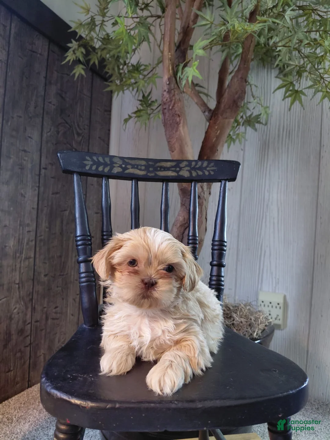 Shih Tzu dogs for sale: Tater Tot - Ad 1