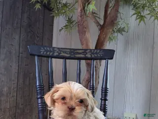 Shih Tzu dogs for sale: Tater Tot - Ad 2