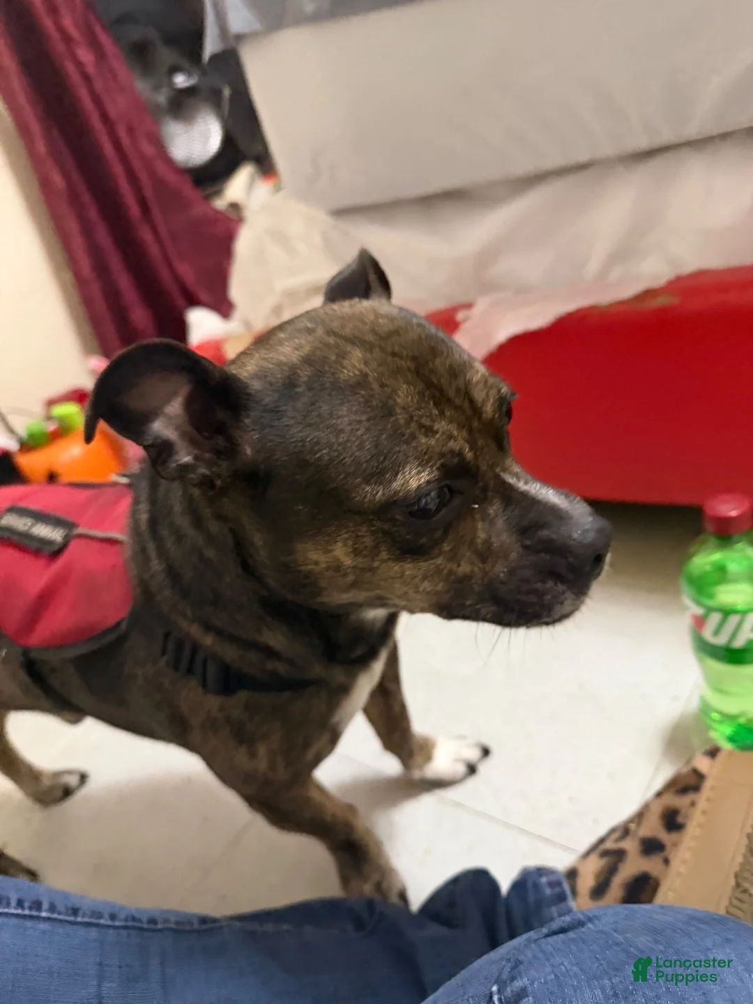 American Bully dogs for sale: American Bully 1 - Ad 2