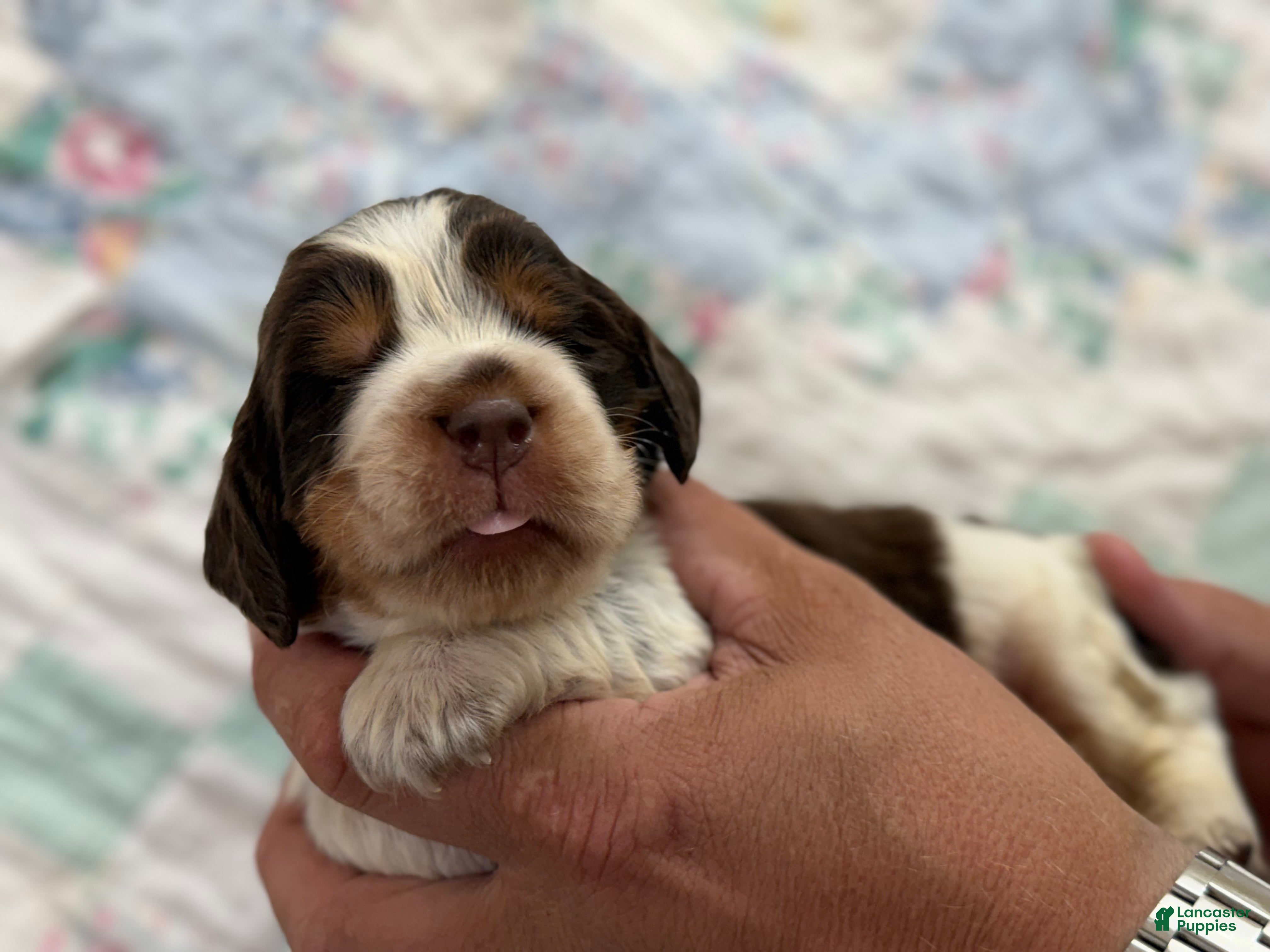 English Springer Spaniel dogs Dune - Ad 2