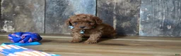 Cavapoo dogs for sale: Jaxon - Ad 2