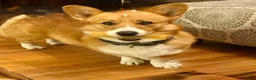 Welsh Corgi Pembroke dogs for sale: Welsh Corgi Pembroke 3 - Ad 4
