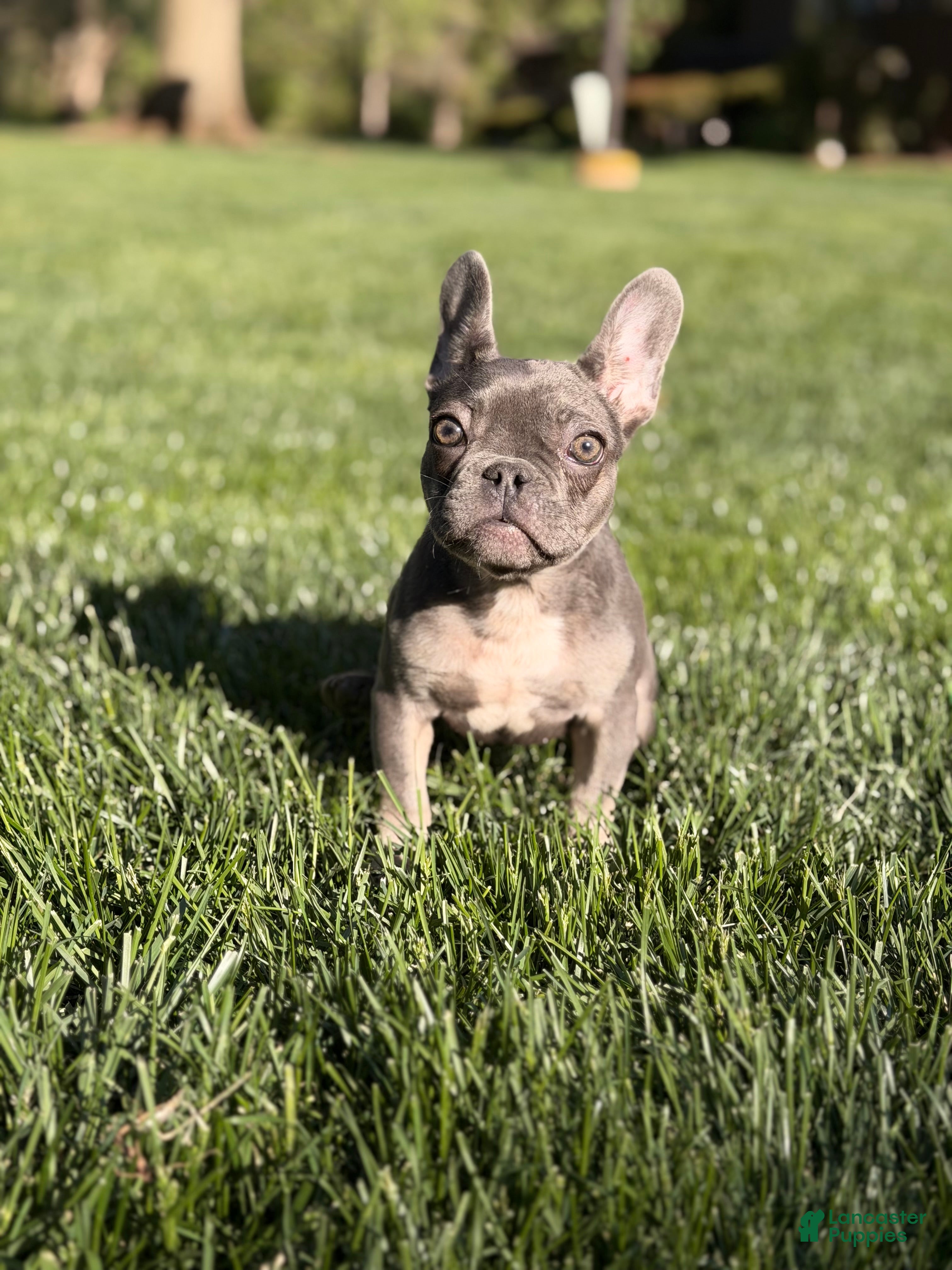 French Bulldog dogs French Bulldog Puppy 3 - Ad 2