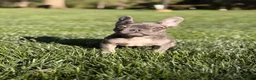 French Bulldog dogs for sale: French Bulldog Puppy 3 - Ad 2