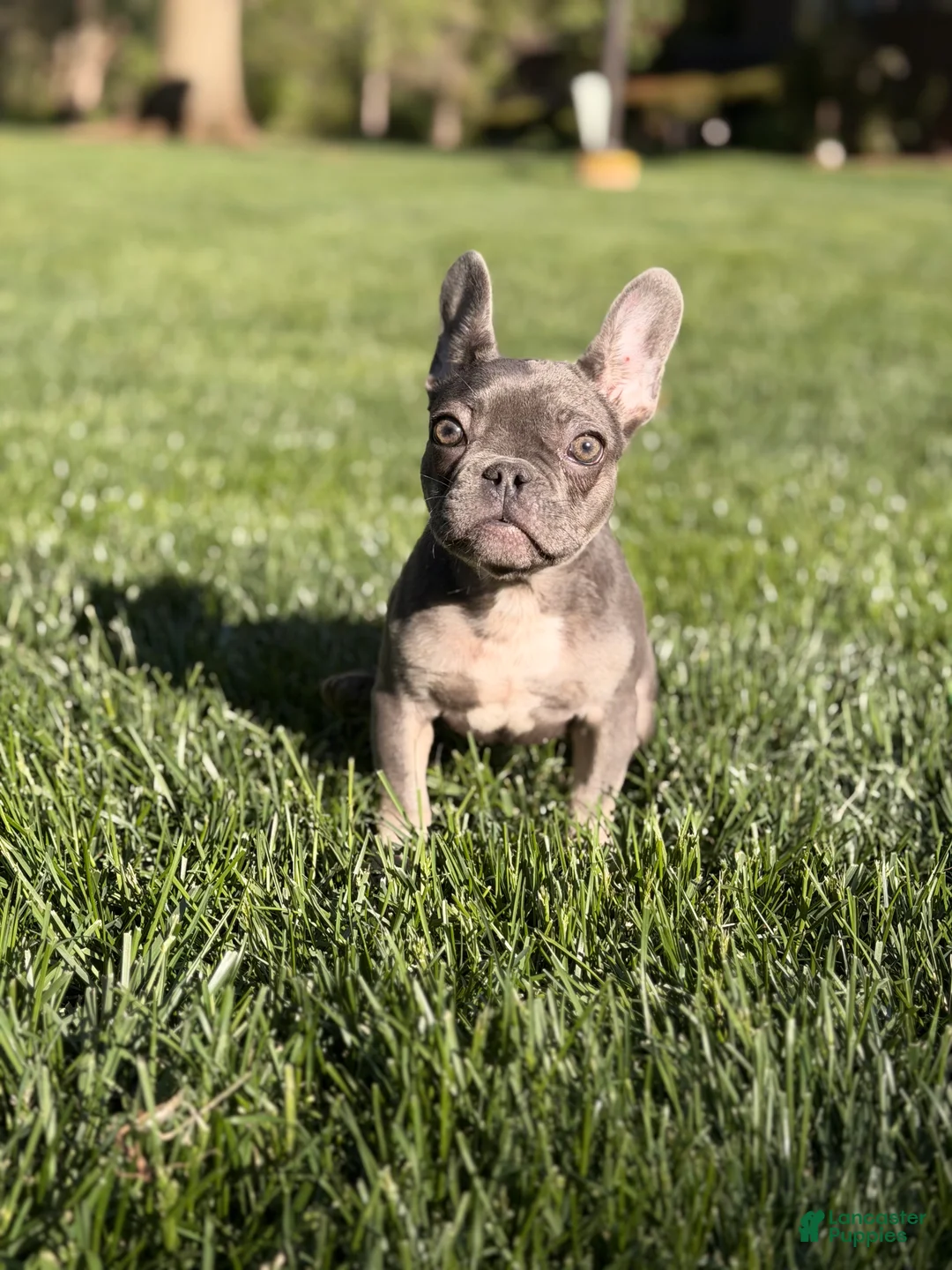 French Bulldog dogs for sale: French Bulldog Puppy 3 - Ad 2