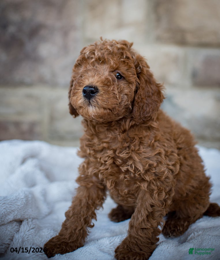 Miniature Poodle dogs Josie - Ad 2