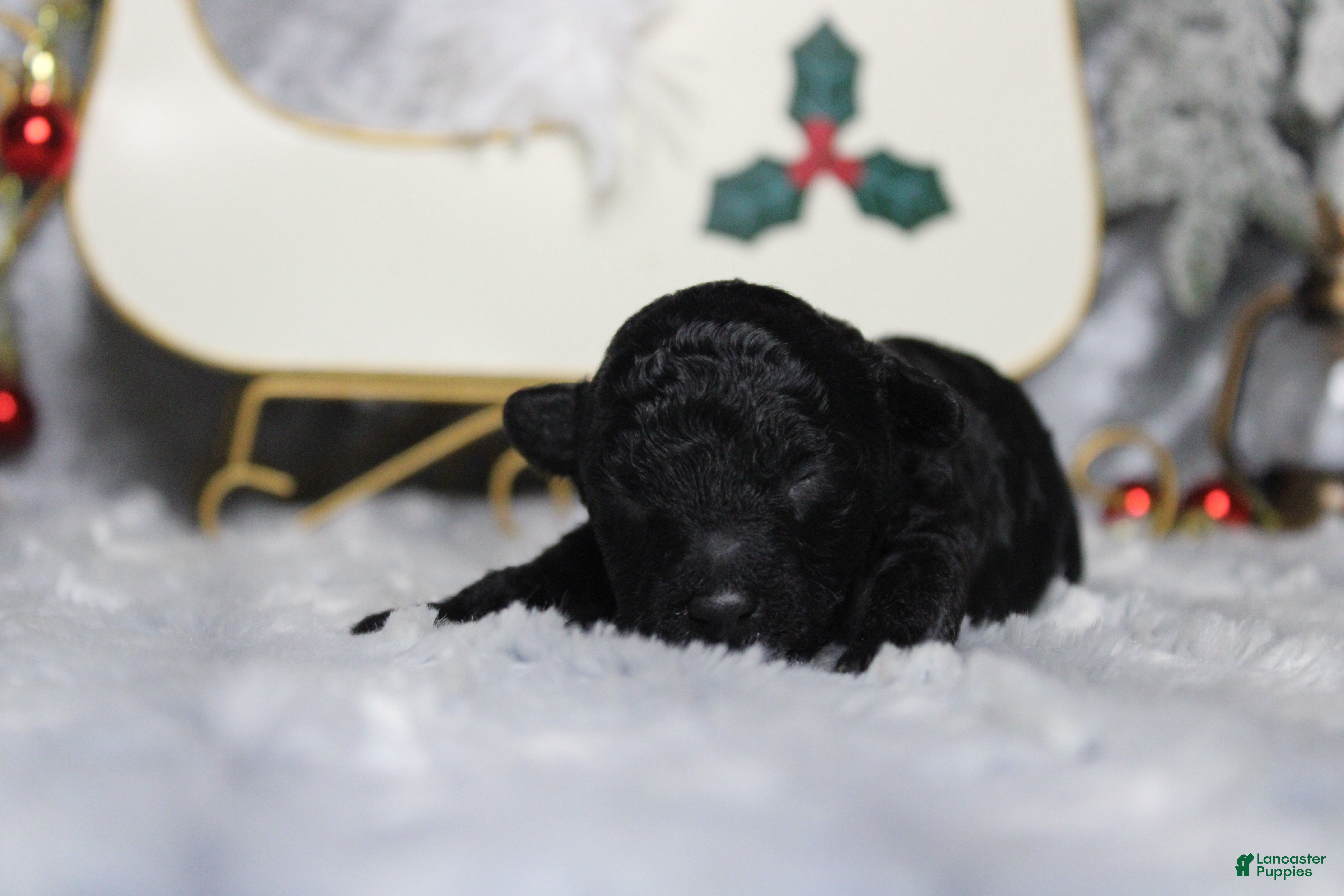 Toy Poodle dogs Onyx - Ad 15