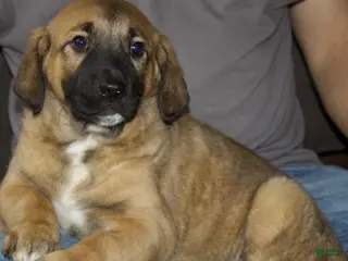 Mixed Breed dogs Charlie - Ad 21