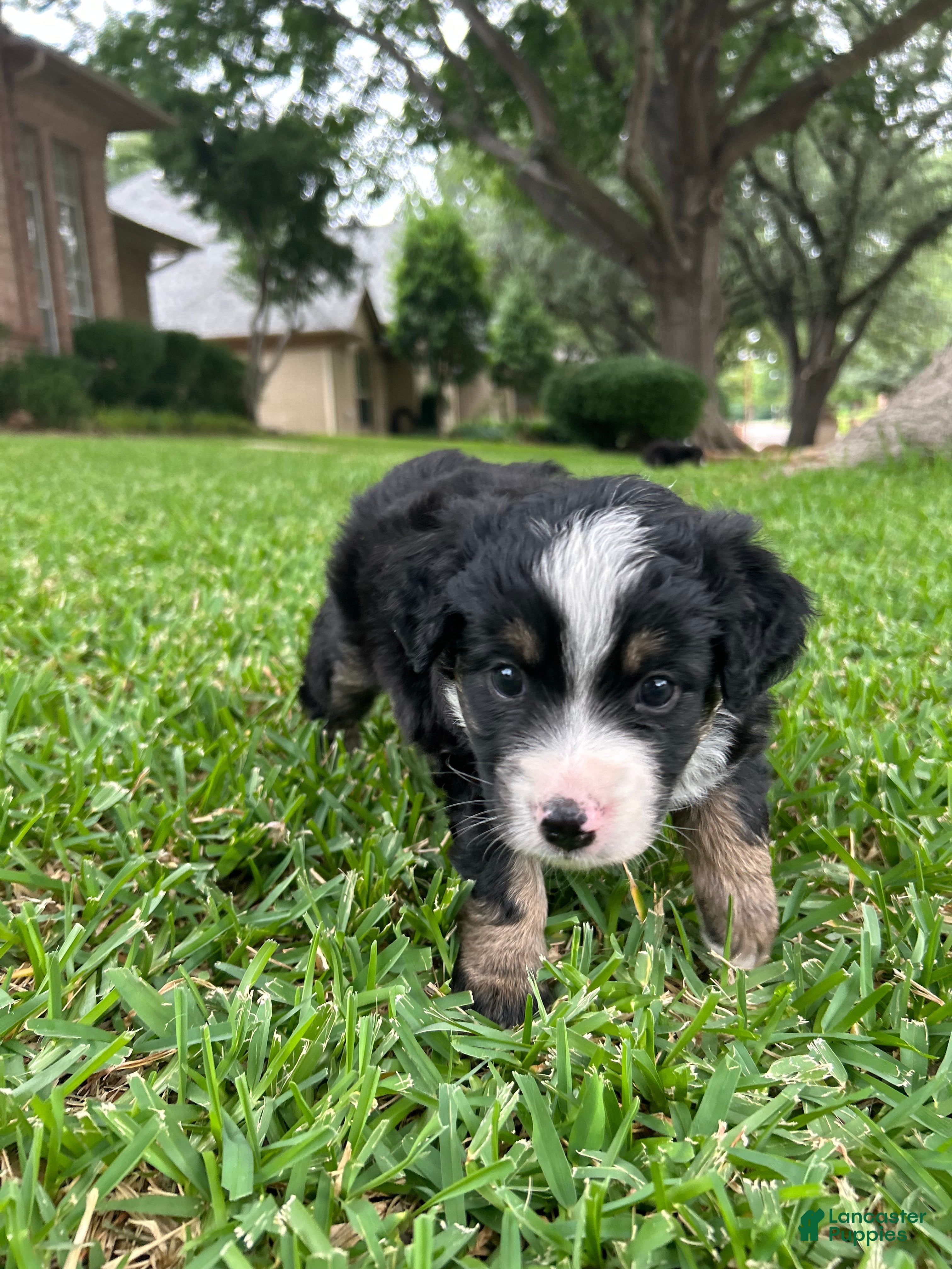 Miniature Australian Shepherd dogs for sale: Rue - Ad 3