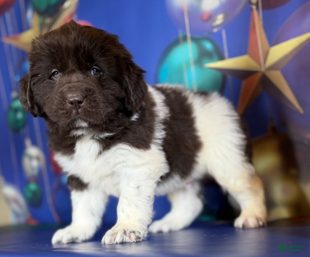 Mixed Breed dogs for sale: Stanley OFA  - Ad 10