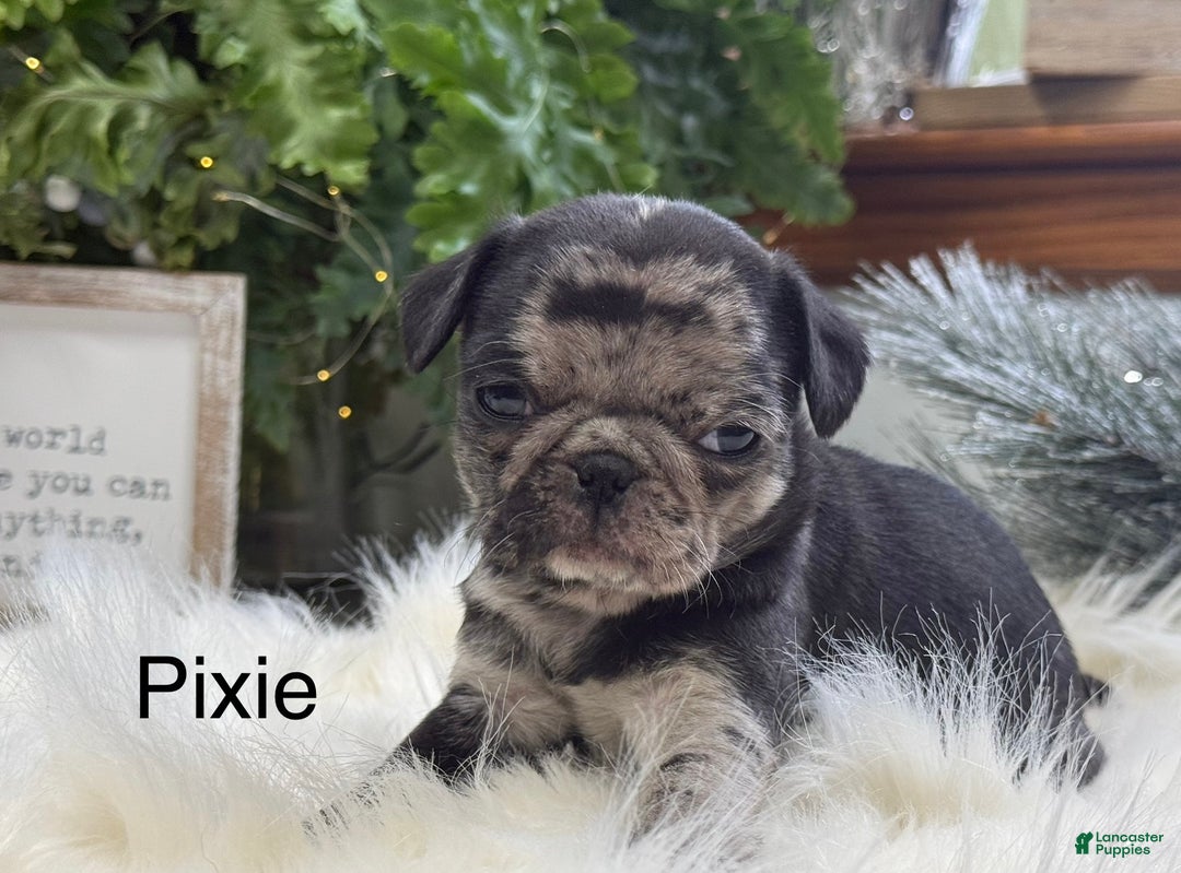 Pug dogs for sale: Pixie - Ad 1