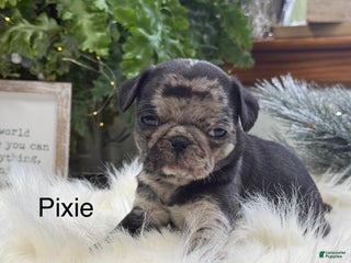 Pug dogs Pixie - Ad 15