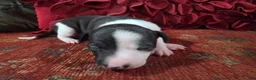 Italian Greyhound dogs for sale: Puppy 1 Female - Ad 2
