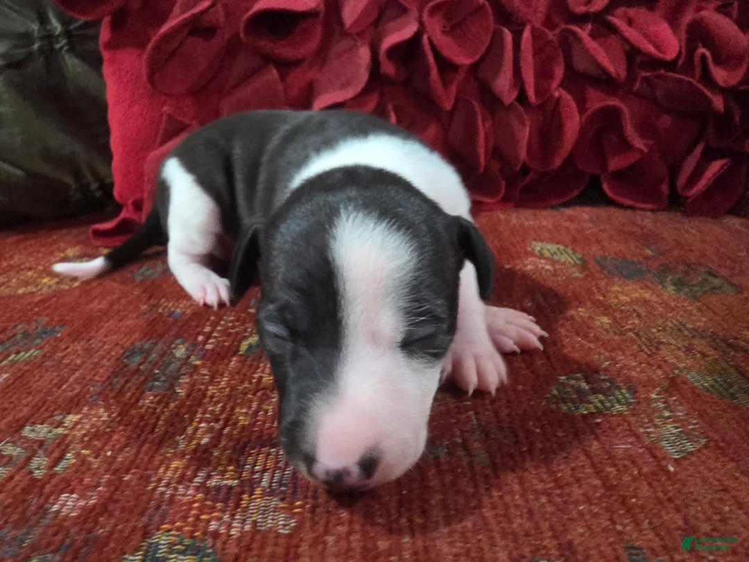 Italian Greyhound dogs for sale: Puppy 1 Female - Ad 2