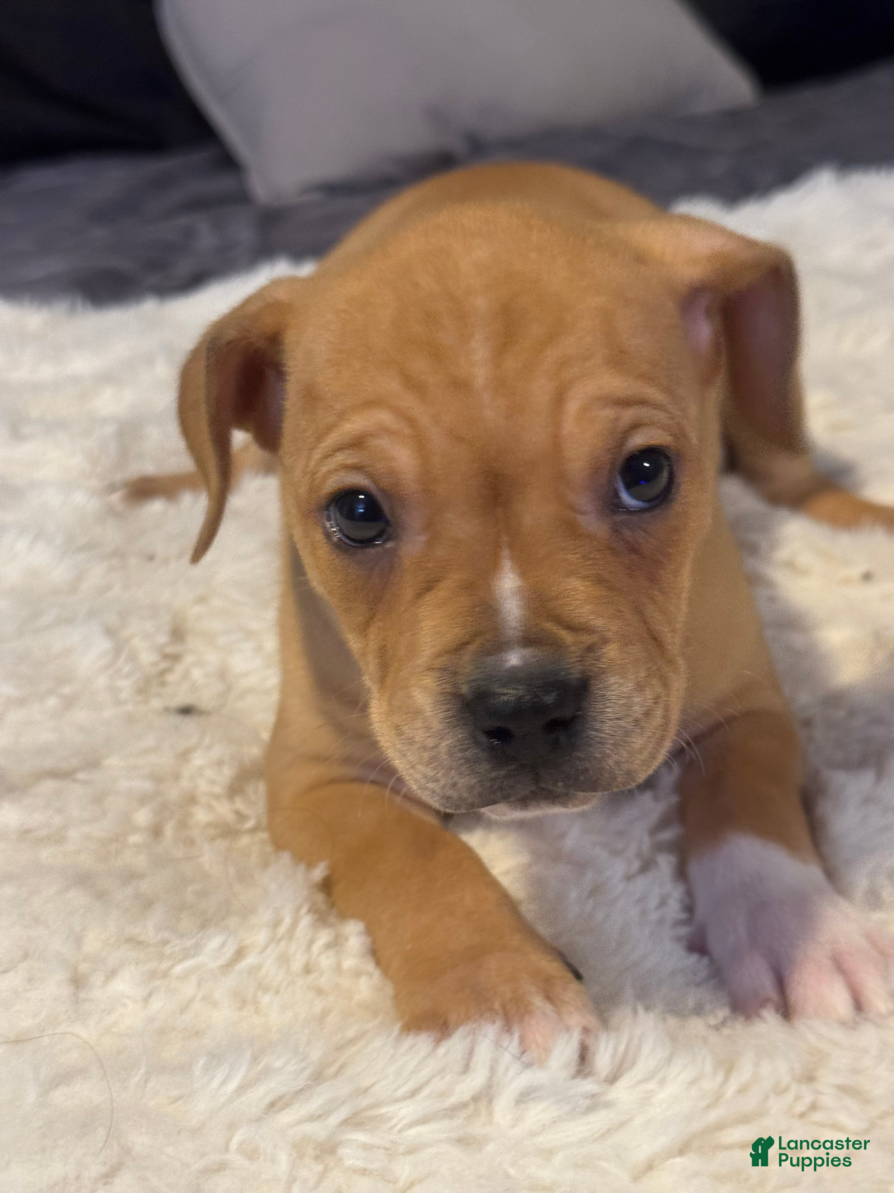 Mixed Breed dogs Daphne - Ad 11