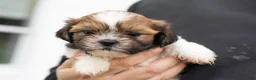 Shih Tzu dogs for sale: Beauty - Ad 7