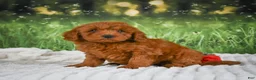 Mini Goldendoodle dogs for sale: Remi - Ad 5