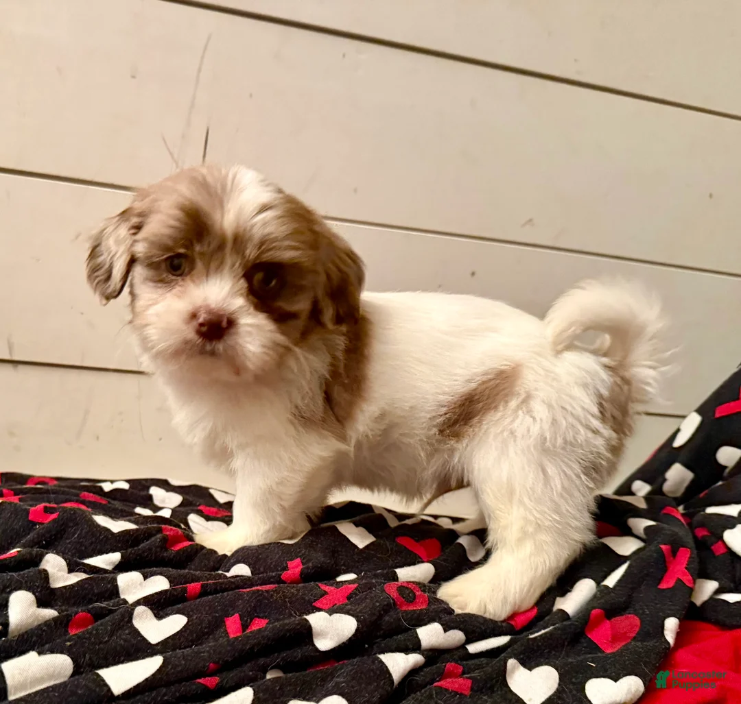 Shihpoo dogs for sale: Beau - Ad 21