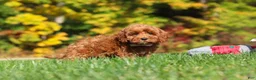 Cockapoo dogs for sale: Goldie - Ad 3
