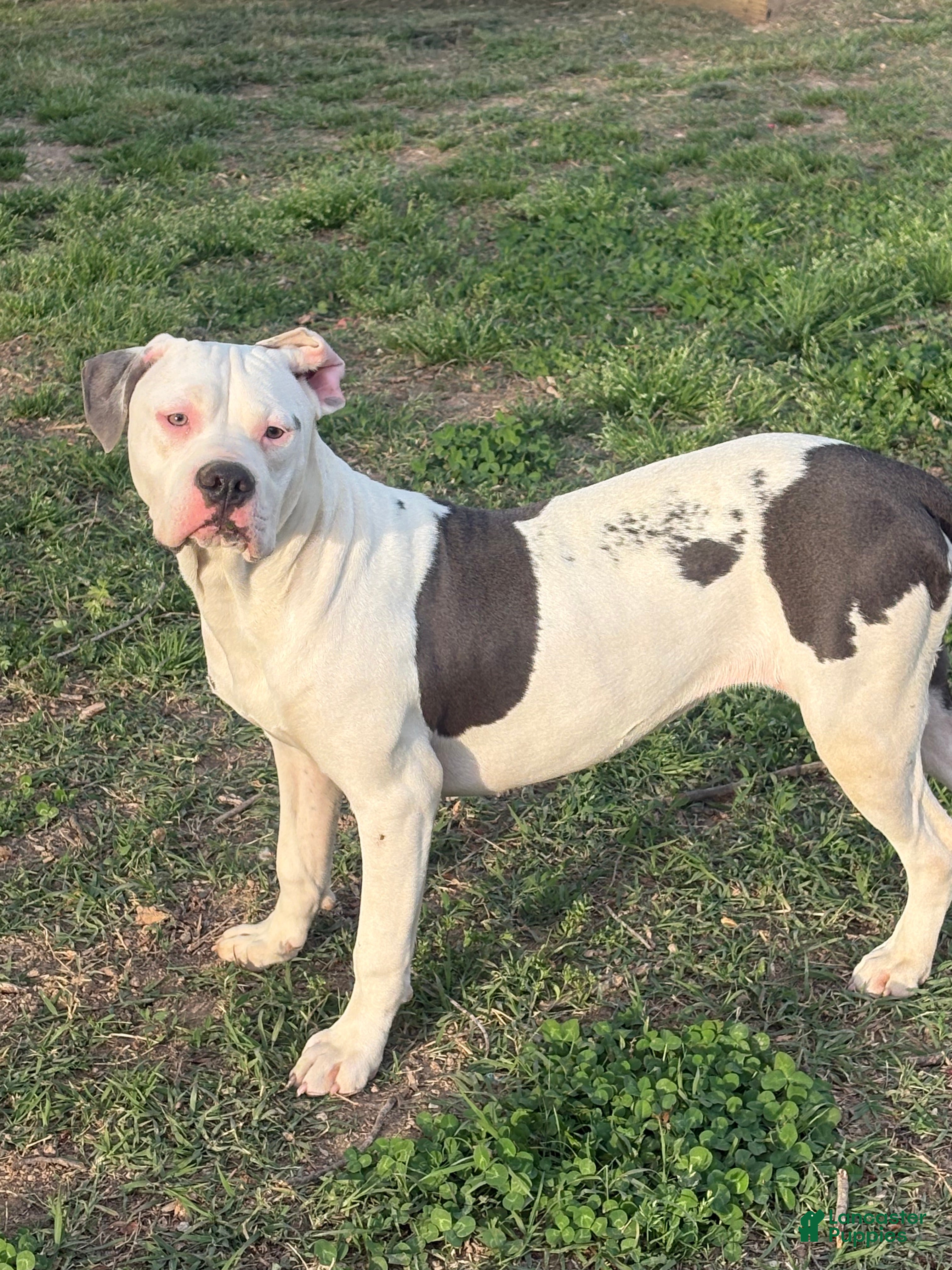 Mixed Breed dogs Myla - Ad 1