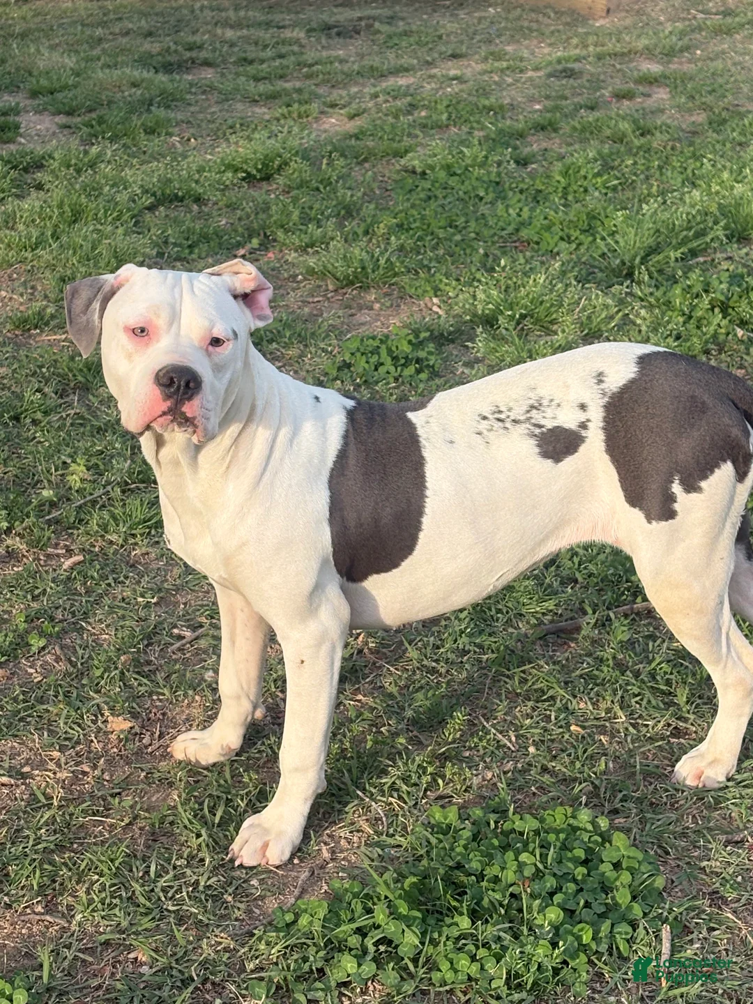 Mixed Breed dogs for sale: Myla - Ad 1