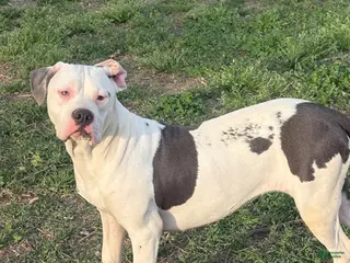 Mixed Breed dogs for sale: Myla - Ad 3